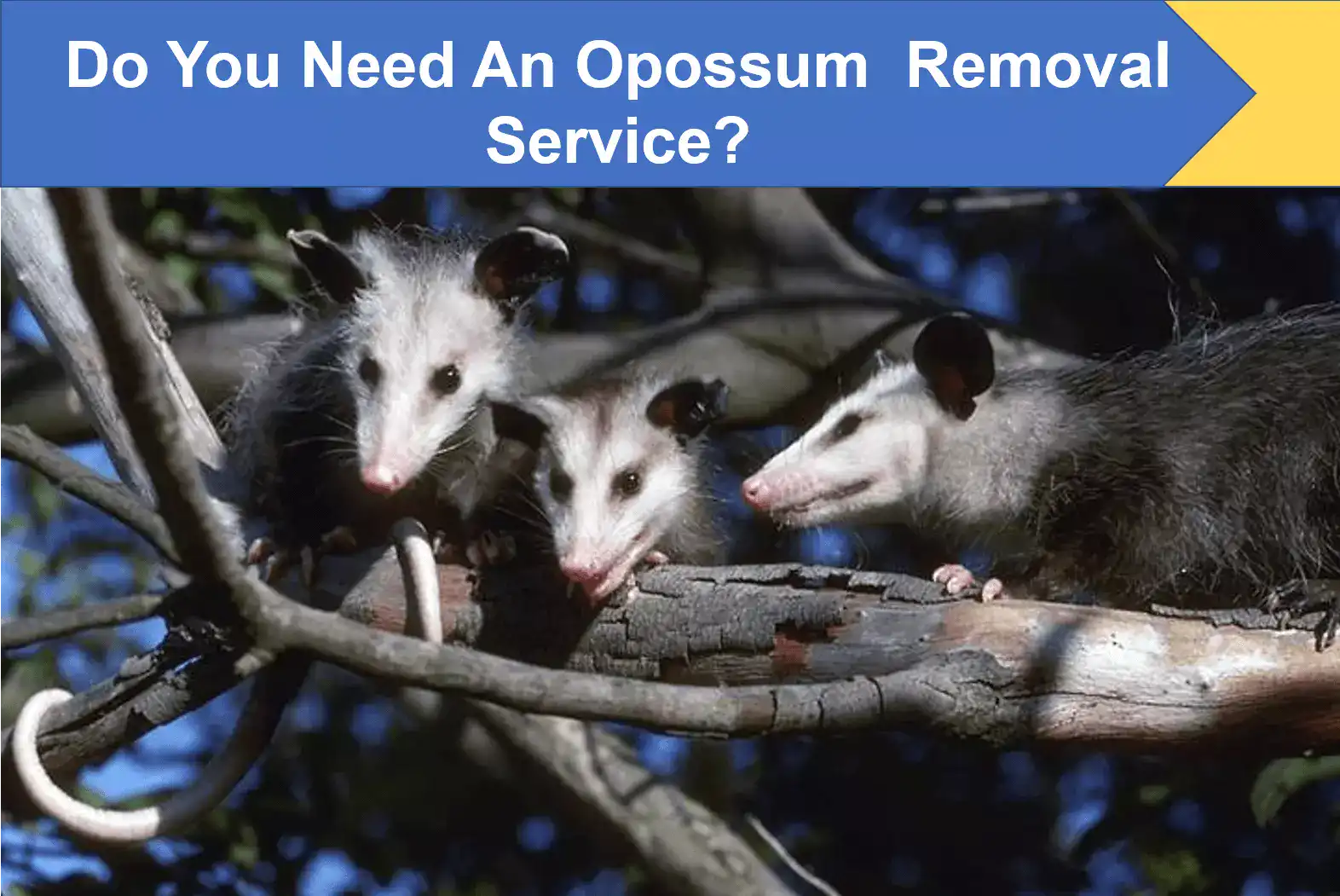 Do You Need an Opossum Removal Service?