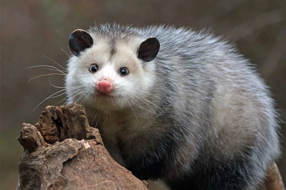possum