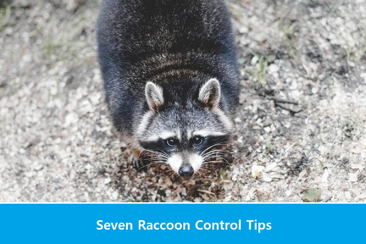 Raccoon Control Tips