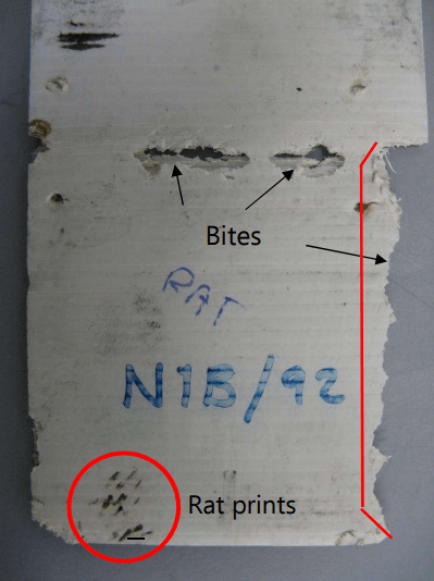 Identifying Rat Bite Marks