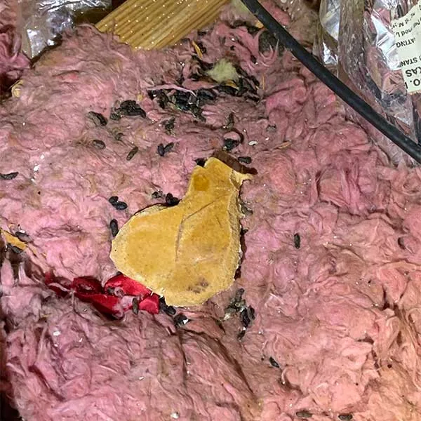 Restoring and Sanitizing rodent droppings
