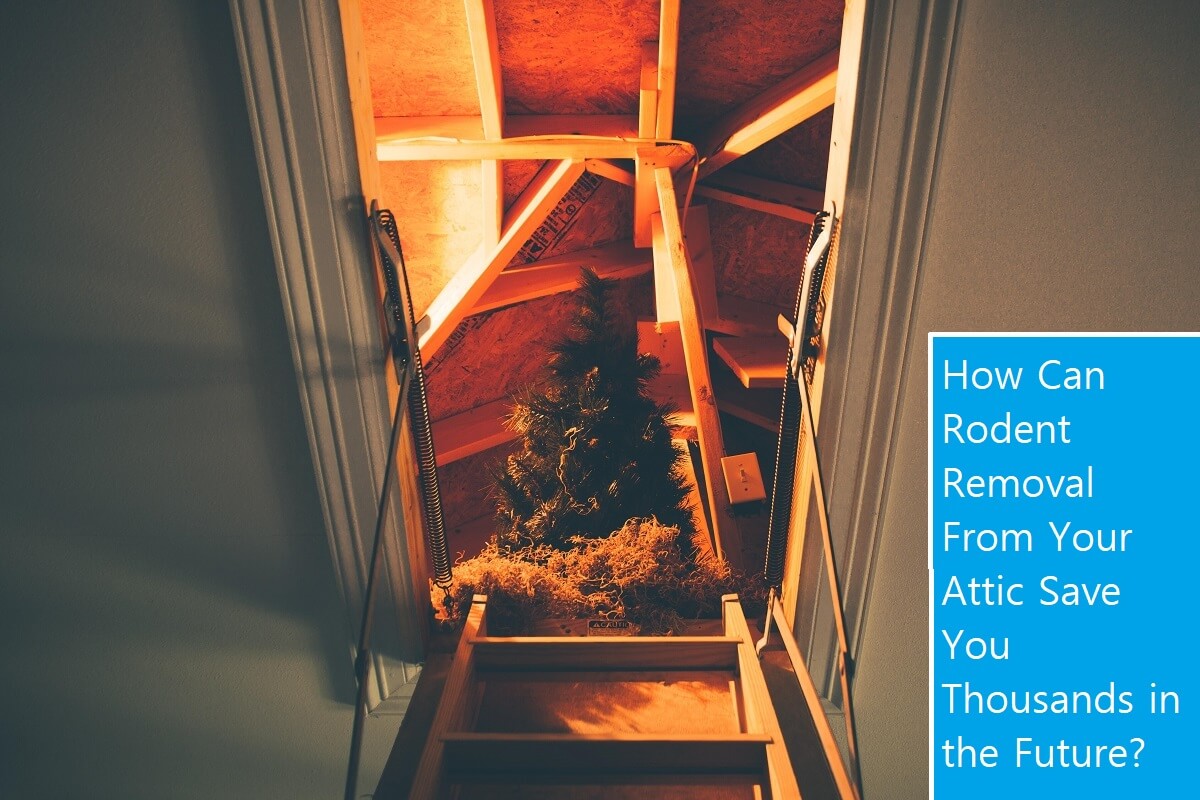 How Can Rodent Removal From Your Attic Save You Thousands in the Future?
