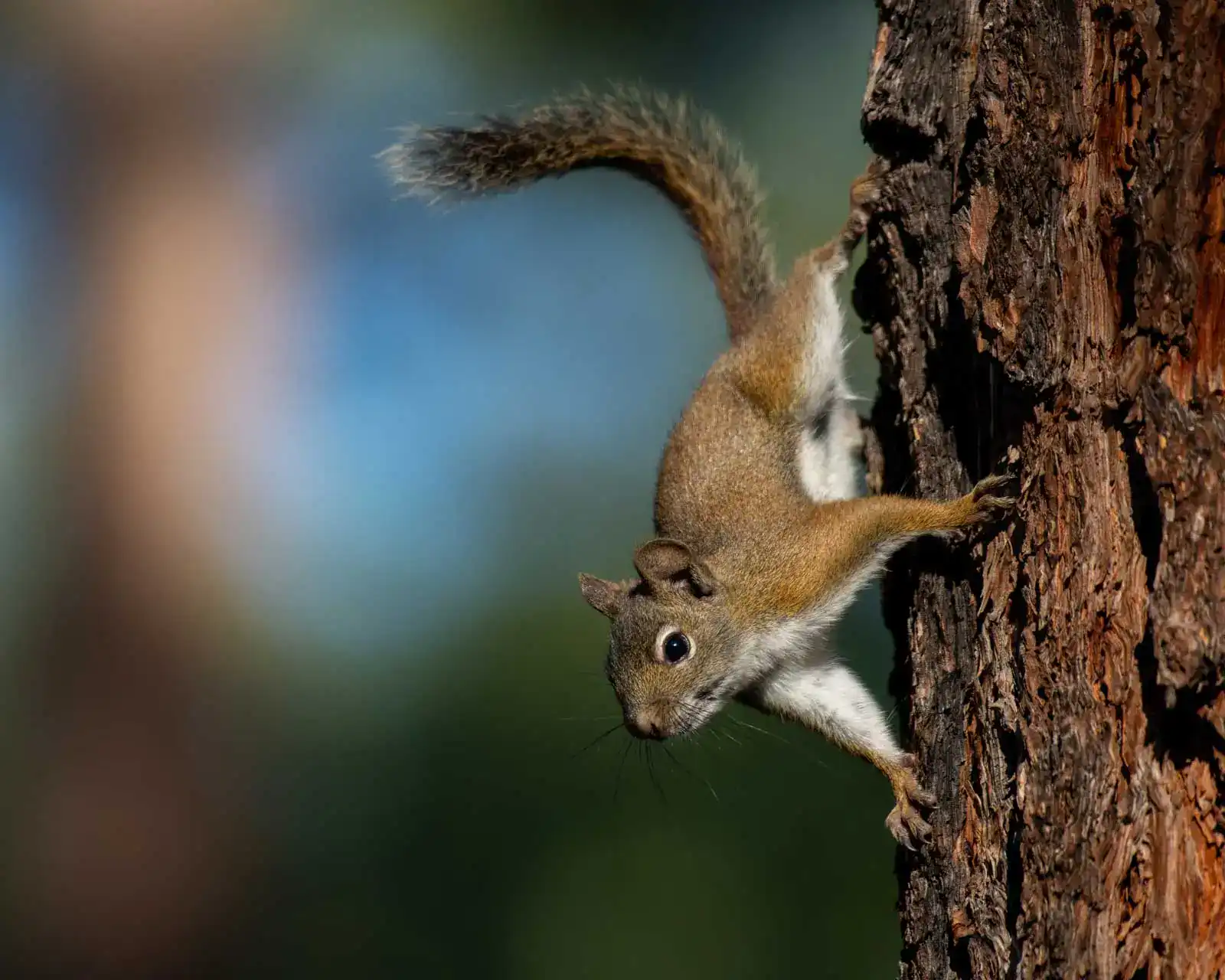 5 Signs You Have Squirrels in the Attic - Pro Trap Wildlife & Pest  Management