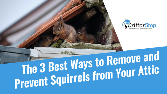Remove Squirrel Tips and Tricks