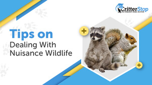 Tips on Dealing With Nuisance Wildlife