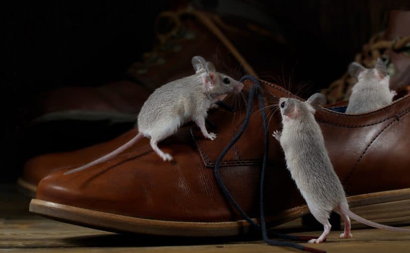 Rats in Shoe