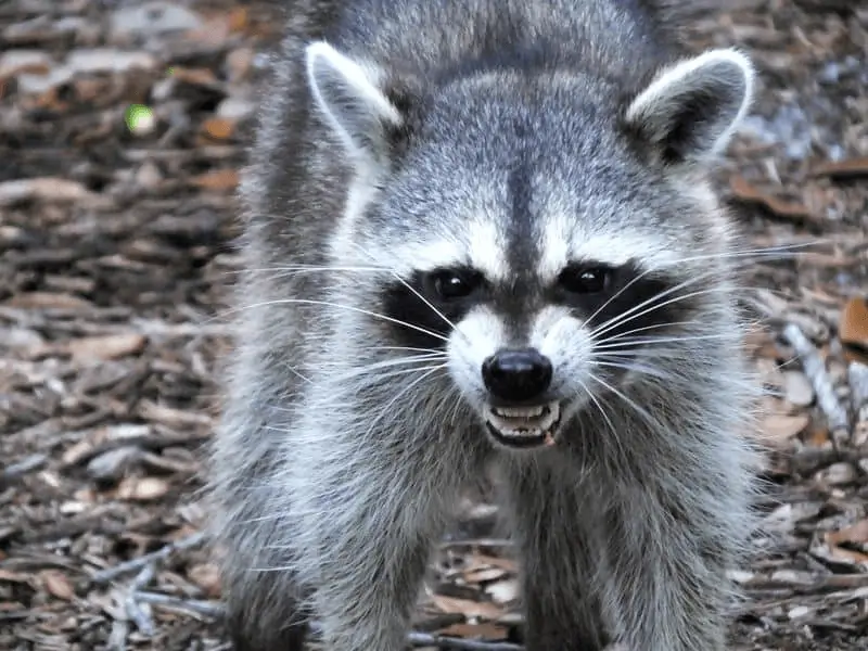 Fort Worth Raccoon Removal