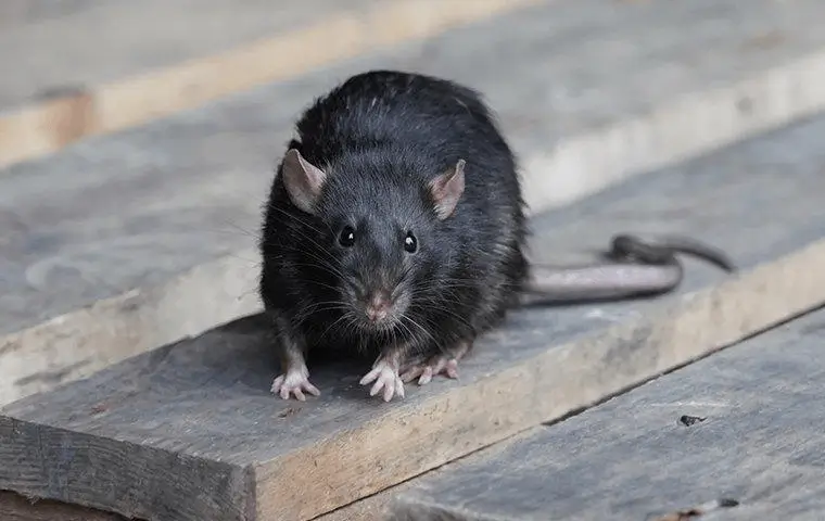 Fort Worth Rat Exterminator