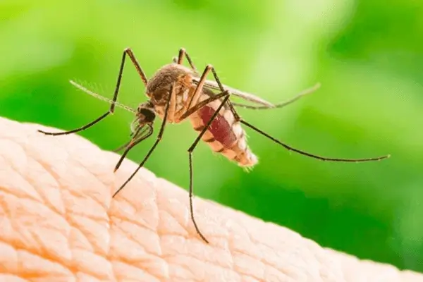 Mosquito Control Dallas