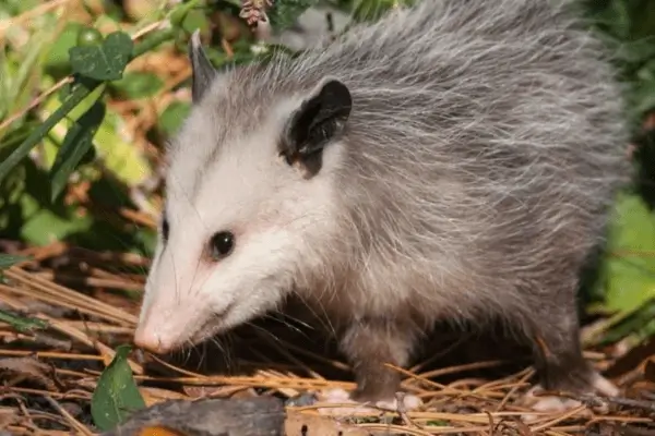 Opossum Trapping Dallas