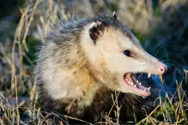 Opossum Trapping Fort Worth