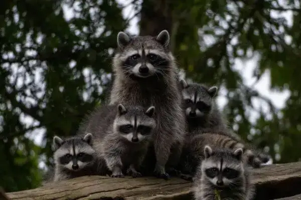 Raccoon Removal Services Fort Worth