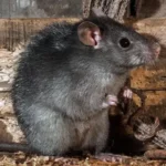 Rat Removal Services Fort Worth