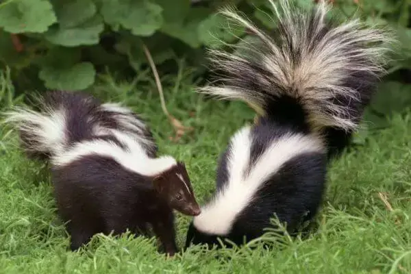 Skunk Trapping Fort Worth