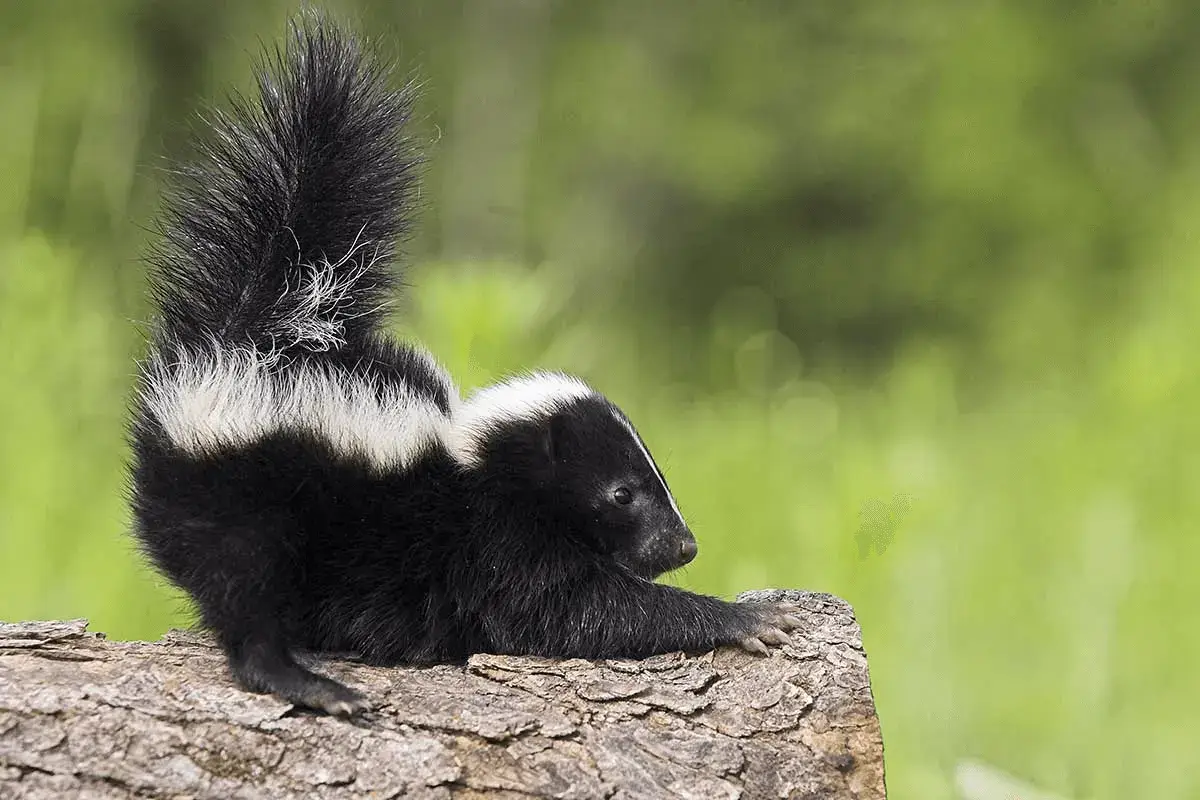 Skunk Trapping & Removal Dallas-Fort Worth Metroplex