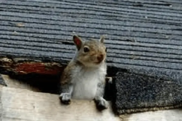 Squirrel Removal Services Dallas