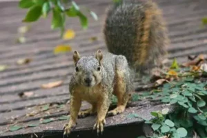 Squirrel Removal Services Fort Worth