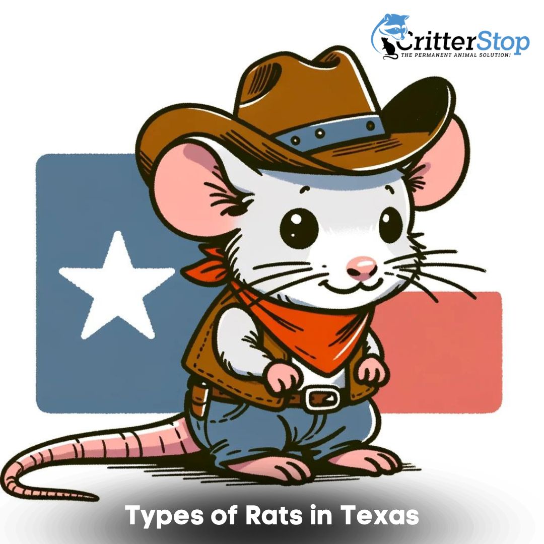 Rat Texas