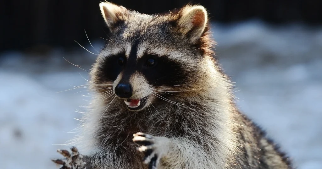 cost to remove raccoons