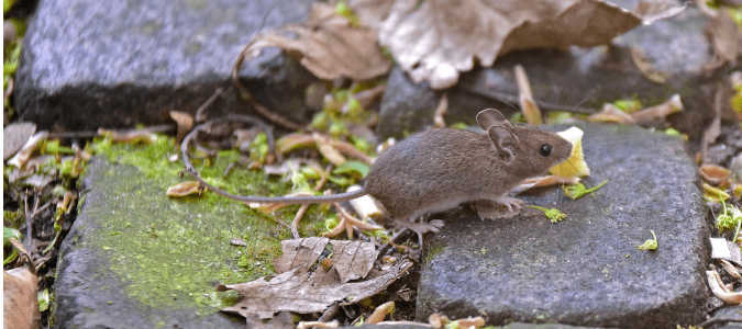 Field Mice In Texas 1