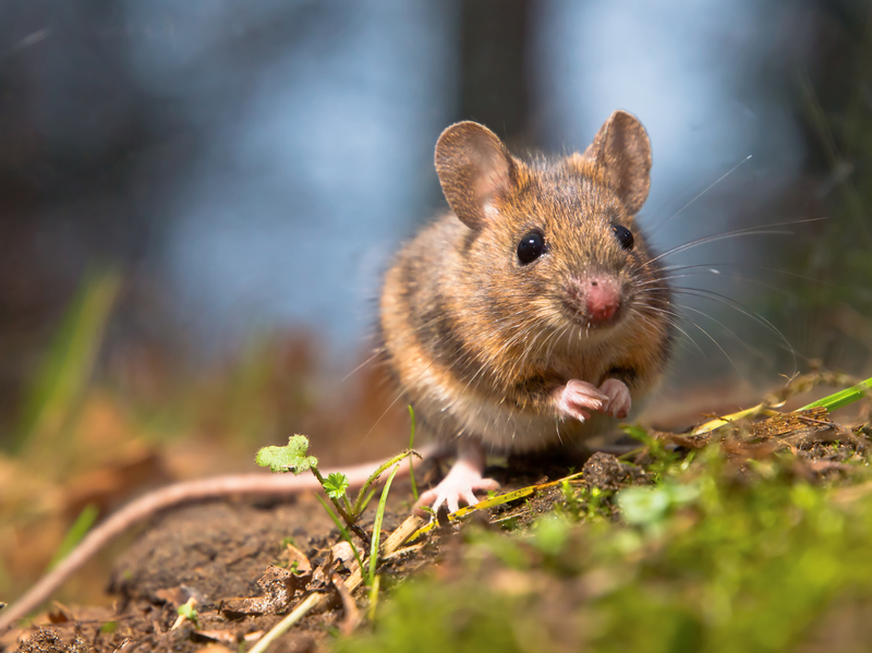 House Mouse In Texas 1