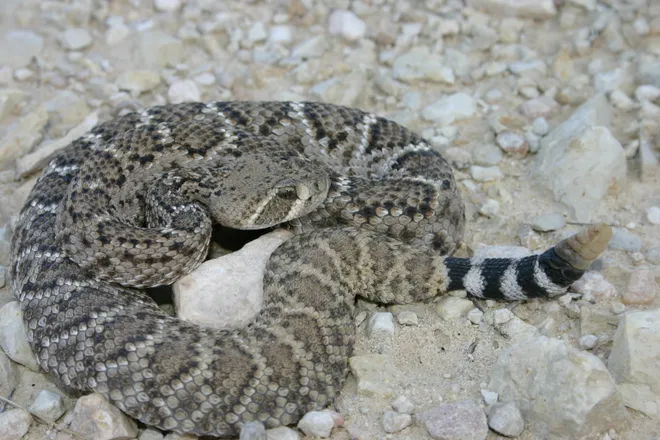 Rattlesnake with rattler