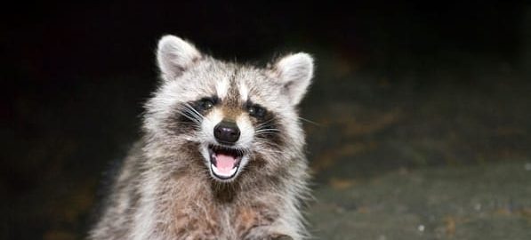 how often do raccoons have rabies