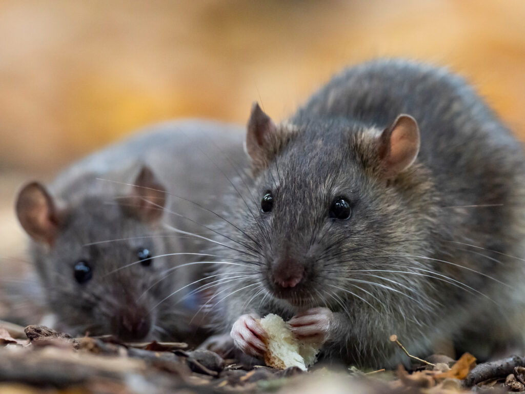 The brown rat Rattus norvegicus close up.