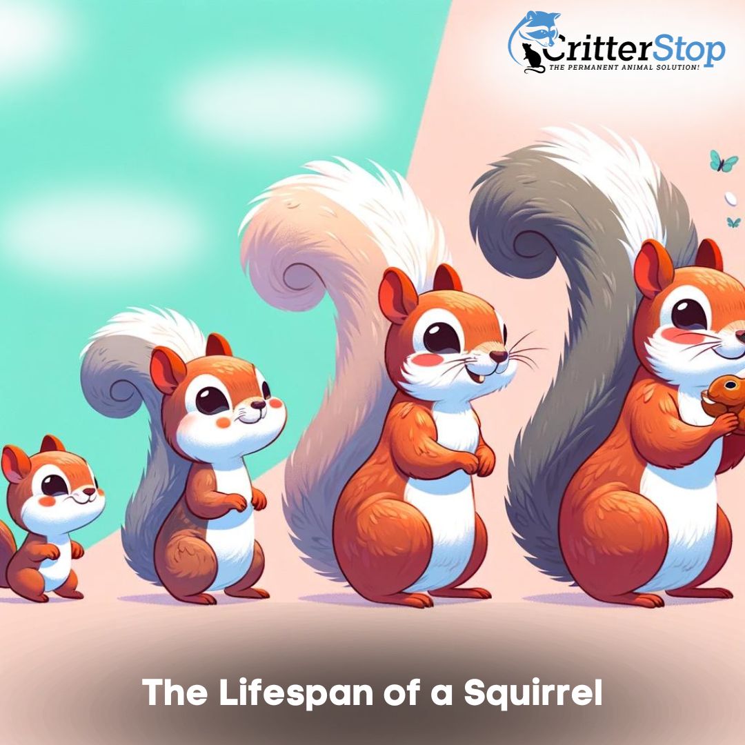 Lifespan of a Squirrel