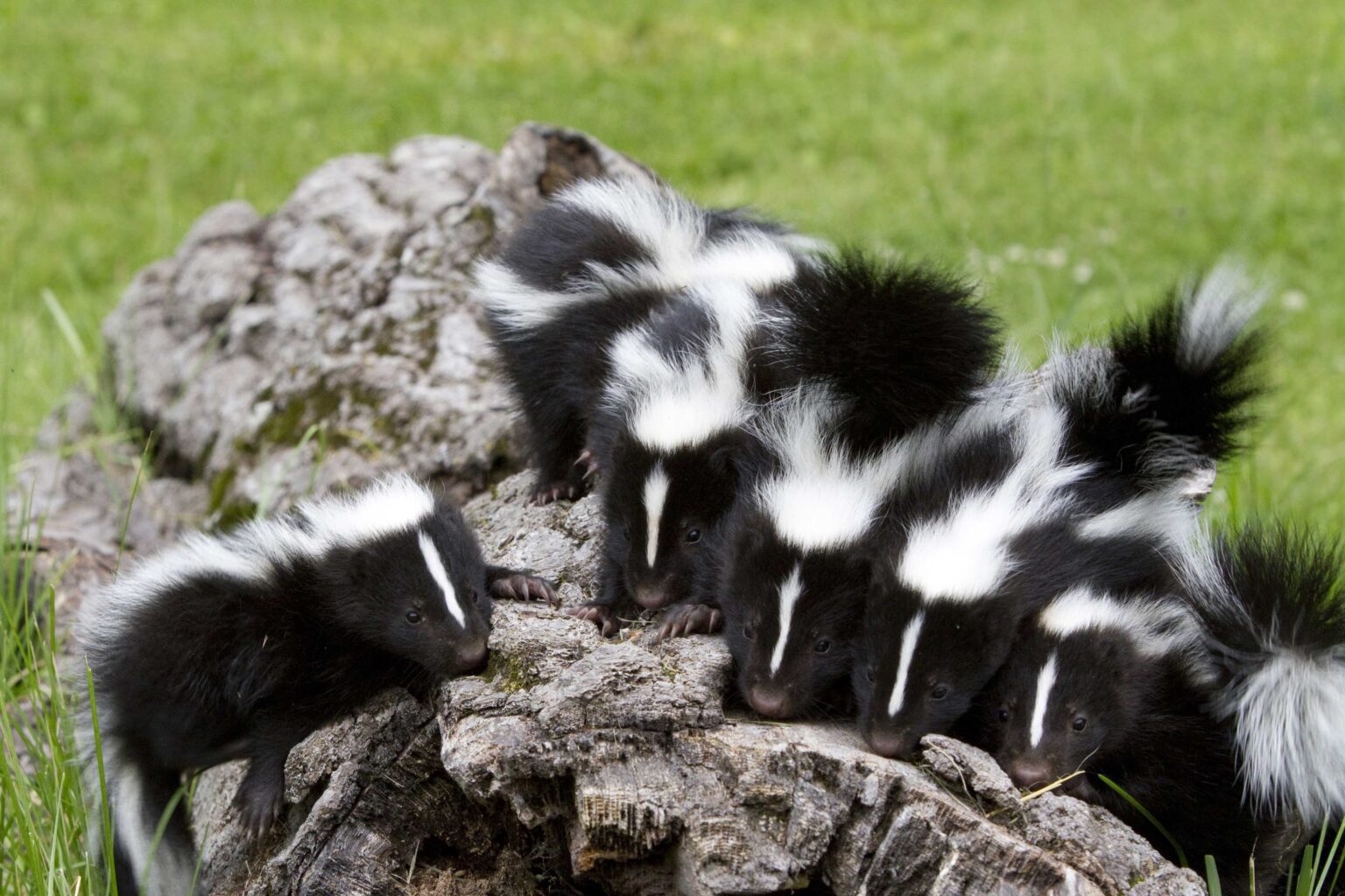 How to Get Rid of Skunk Smell? Critter Stop
