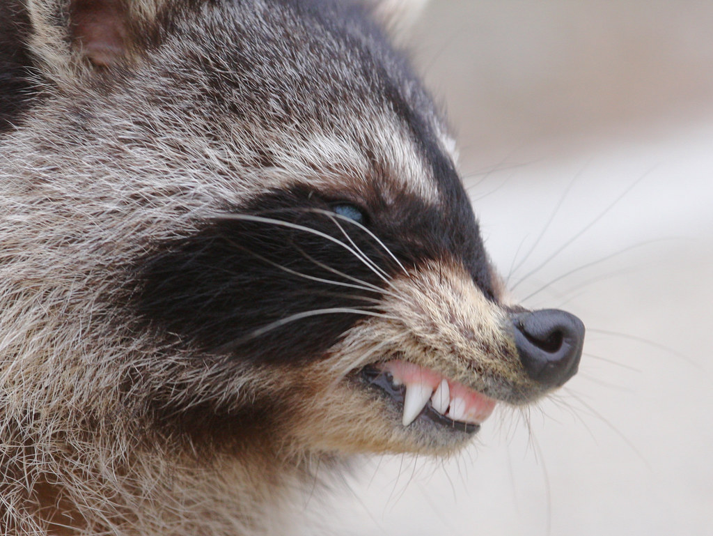 why do raccoons get rabies