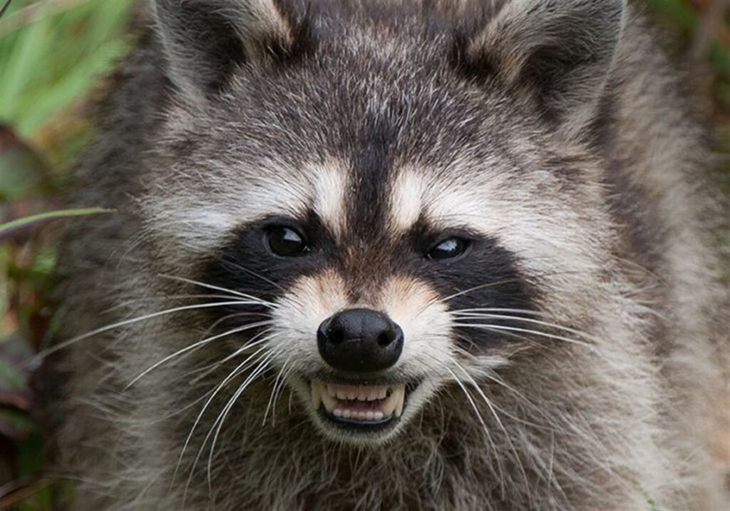 rabies in raccoons symptoms