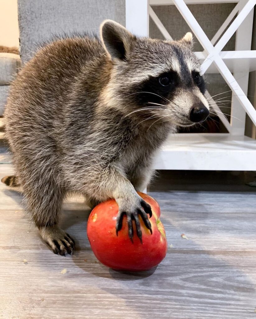 raccoon eating tomatoe