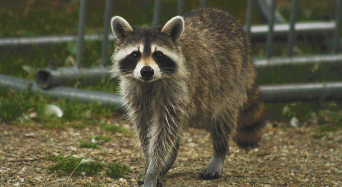 why do raccoons have rabies