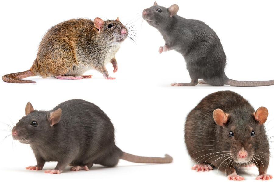 Types of Rats