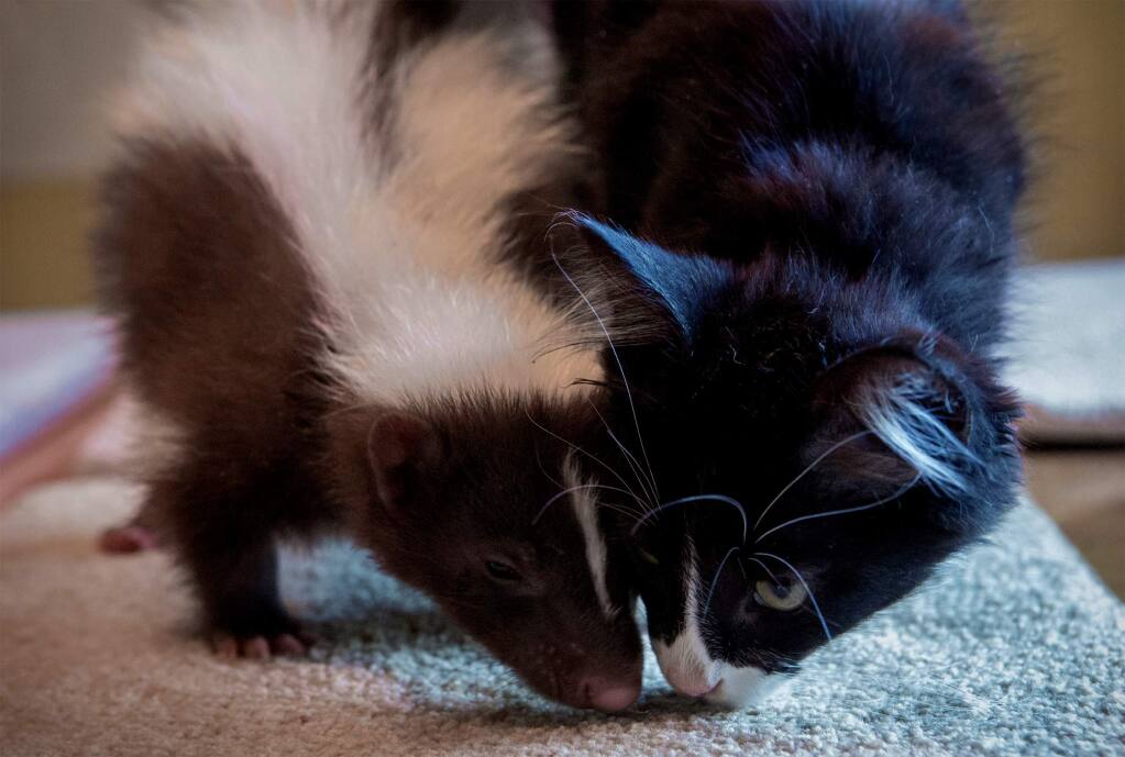 skunk and cat