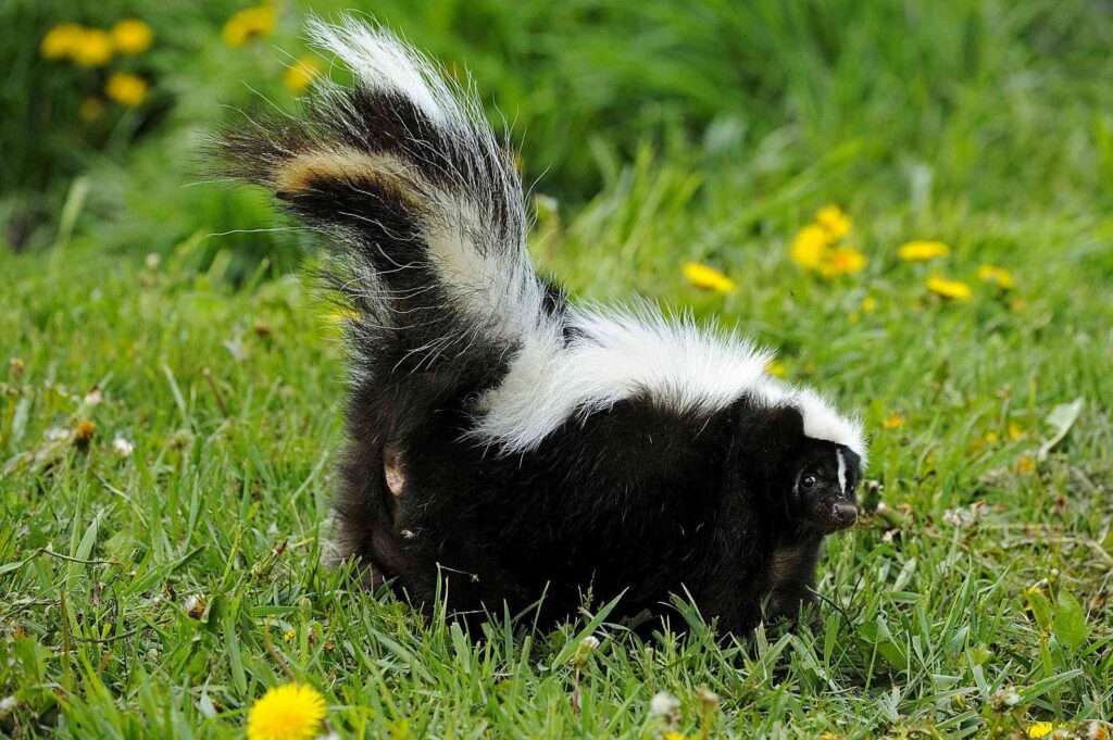skunk spraying