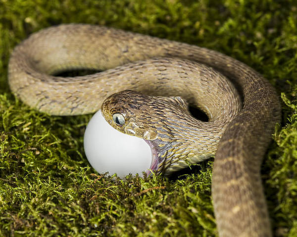 snake eating egg 1