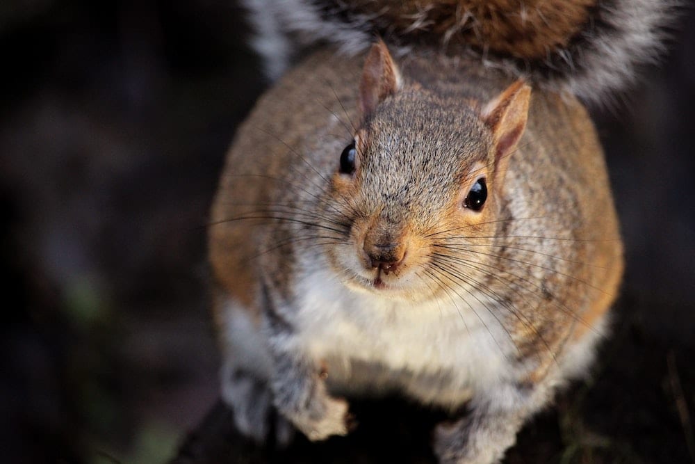 squirrel up close