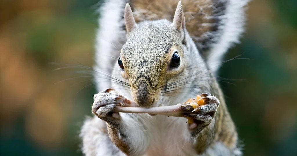 does squirrels eat meat