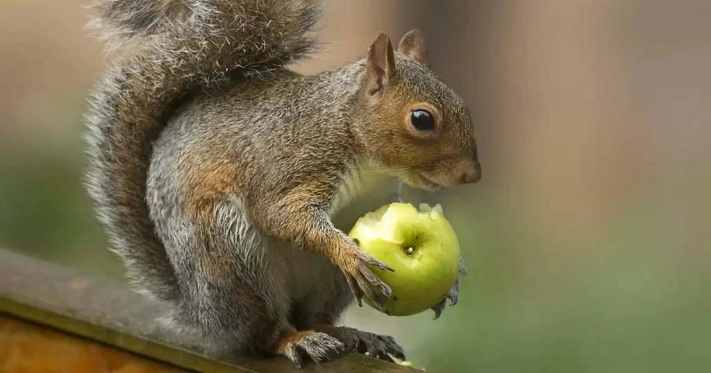 can squirrels have bananas