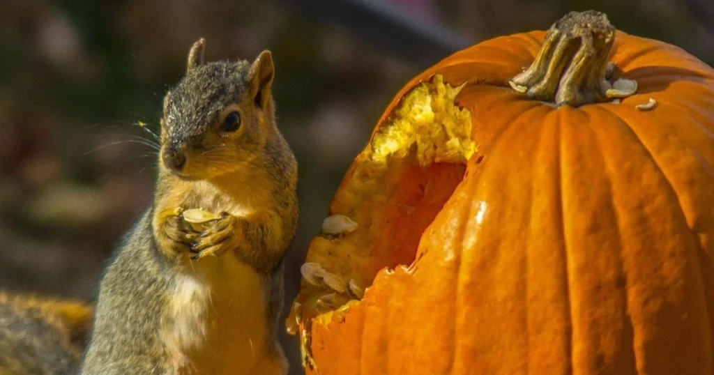do squirrels eat safflower seeds