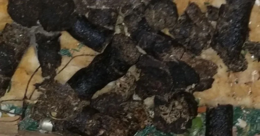 racoon scat