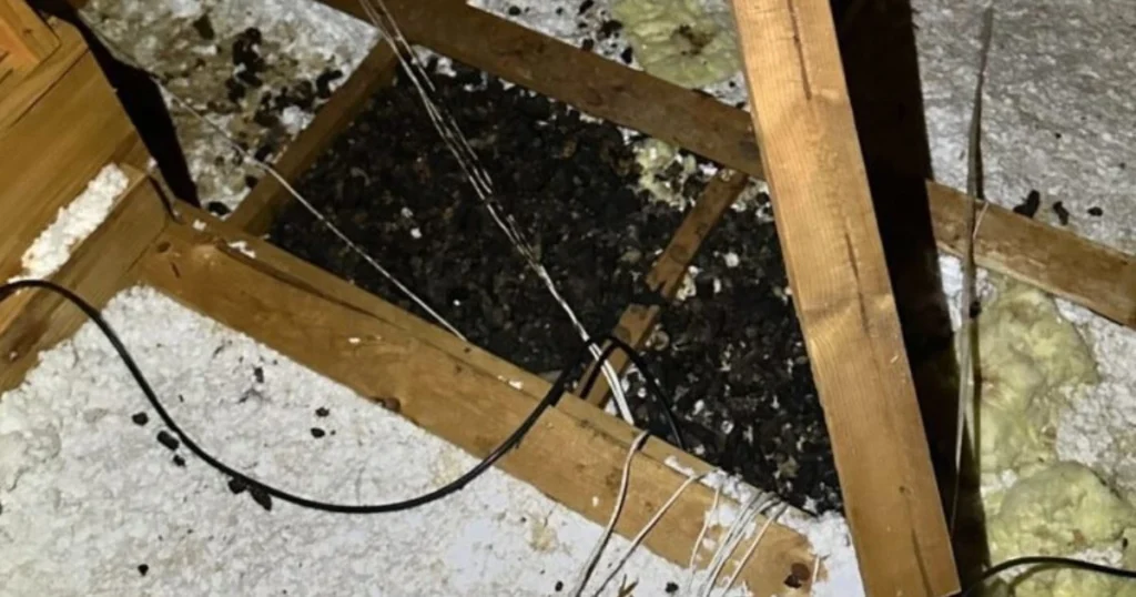racoon scat