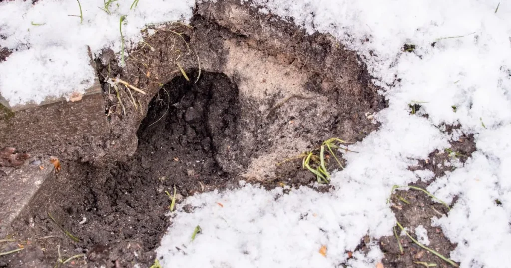 rat burrows under house