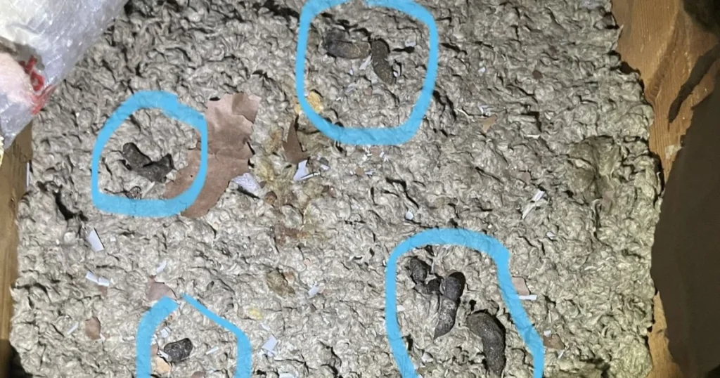 opossum raccoon poop
