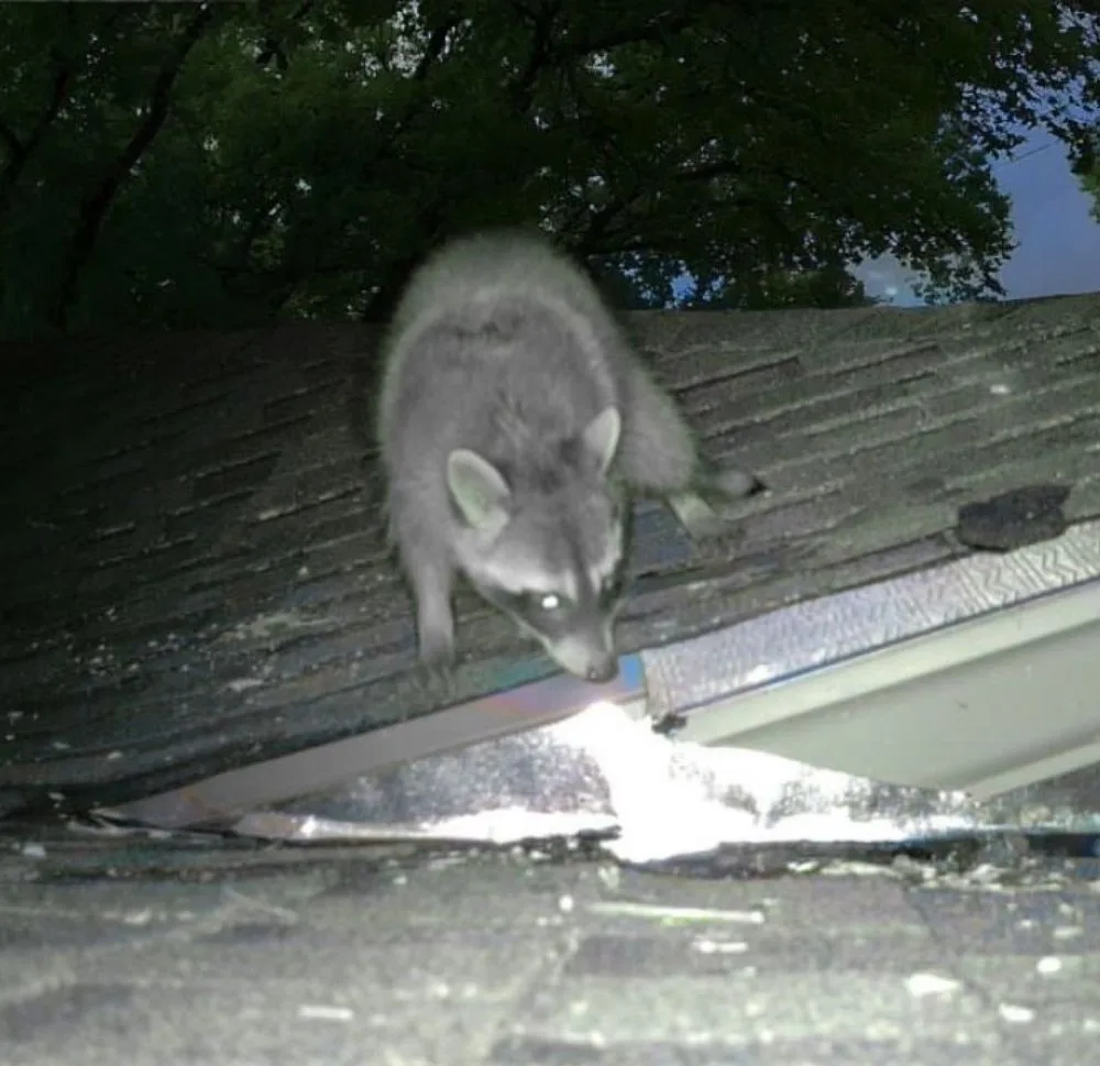 Raccoons Eat Cats