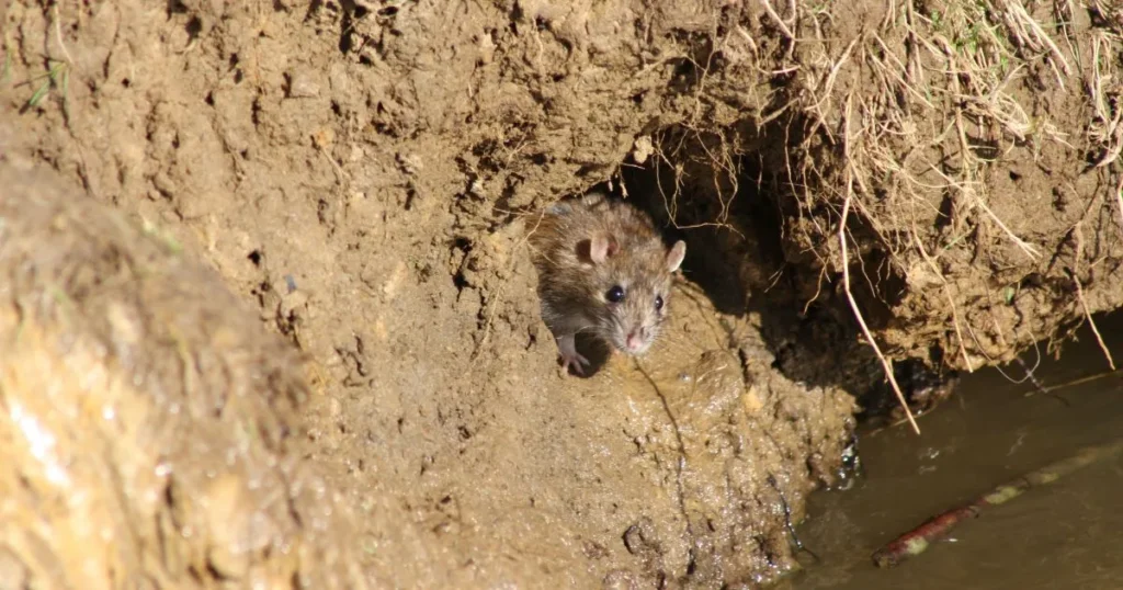 rat burrows under house