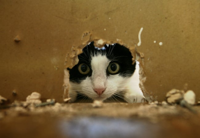 cat looking into hole in wall 1