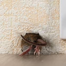 mouse in wall 1